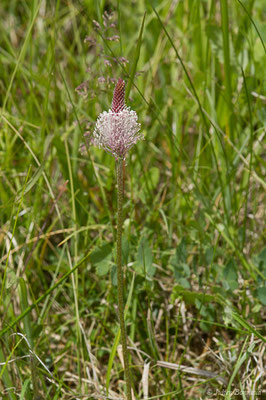 Plantain moyen — Plantago media L., 1753, (Pihourc, Saint-Godens (31), France, le 16/05/2019)