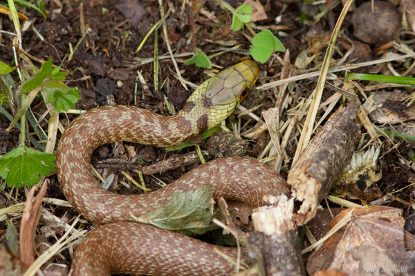 Couleuvre d'Esculape — Zamenis longissimus (Laurenti, 1768)