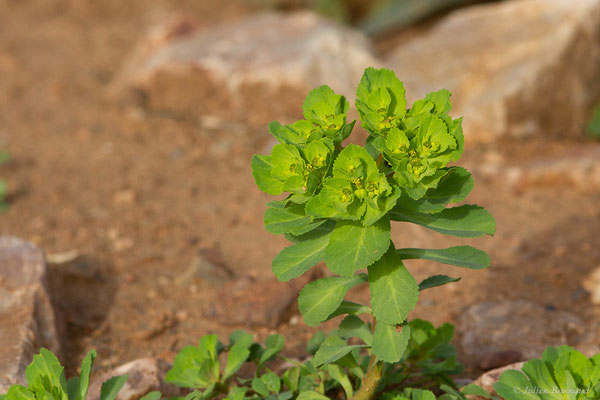 Euphorbe réveil matin — Euphorbia helioscopia L., 1753, (Ouzoud (Béni Mellal-Khénifra), Maroc, le 21/02/2023)
