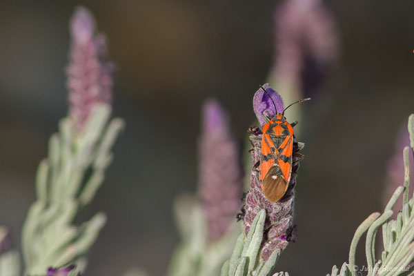 Spilostethus pandurus (Scopoli, 1763), (Notre-Dame du Mai, Six-Fours-les-Plages (83), France, le 02/02/2021)