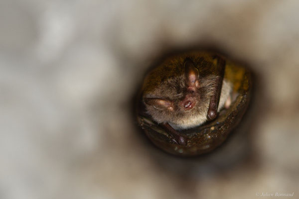 Murin de Daubenton — Myotis daubentonii (Kuhl, 1817), (Orthez (64), France, le 03/04/2025)