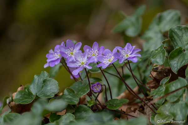 Anémone hépatique — Hepatica nobilis Schreb., 1771