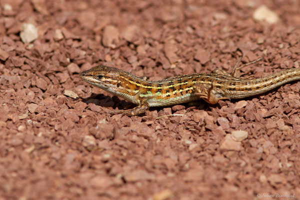 Psammodrome d'Edwards — Psammodromus edwarsianus (An. Dugès, 1829), (Lac du Salagou, Clermont-l'Hérault (34), France, le 02/05/2025)