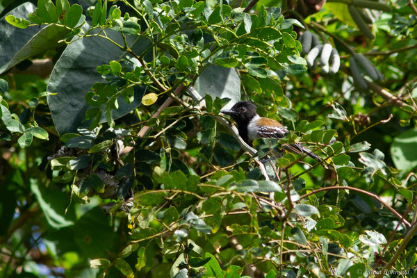 Batara huppé — Sakesphorus canadensis (Linnaeus, 1766), (Mana, Guyane, le 19/08/2016)