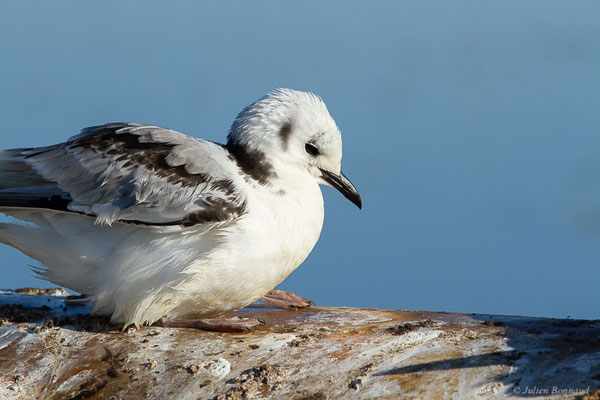 Mouette tridactyle — Rissa tridactyla (Linnaeus, 1758), (Guiche (64), France, le 10/12/2022)