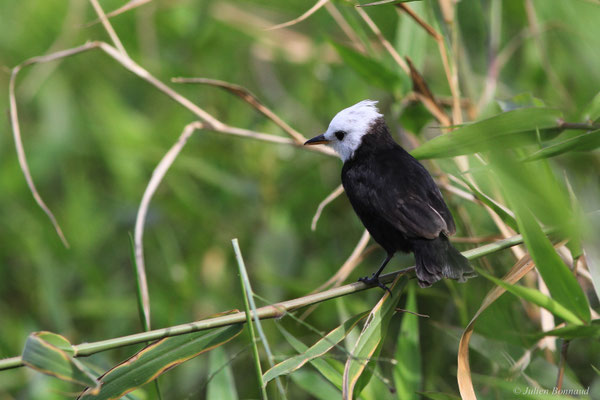 Moucherolle à tête blanche — Arundinicola leucocephala (Linnaeus, 1764)