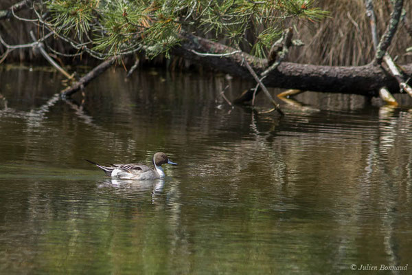 Canard pilet — Anas acuta Linnaeus, 1758, (mâle en mue estivale)  (réserve ornithologique du Teich (33), France, le 23/05/2021)