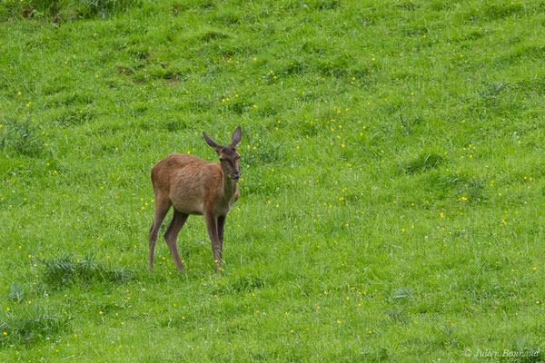 Cerf élaphe – Cervus elaphus Linnaeus, 1758, (Hameau du Plan, Saint-Béat (31), France, le 05/06/2018)