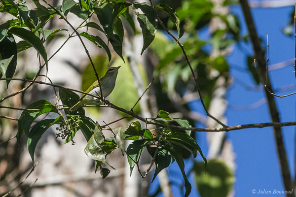 Viréo aux yeux rouges — Vireo olivaceus (Linnaeus, 1766), (Galion, Guyane, le 06/06/2016)