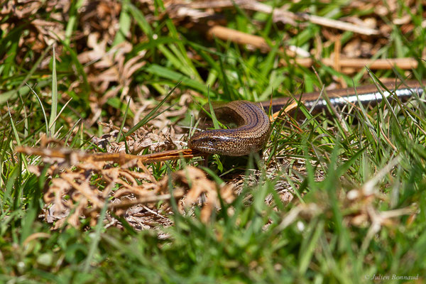 Orvet fragile — Anguis fragilis (Linnaeus, 1758)
