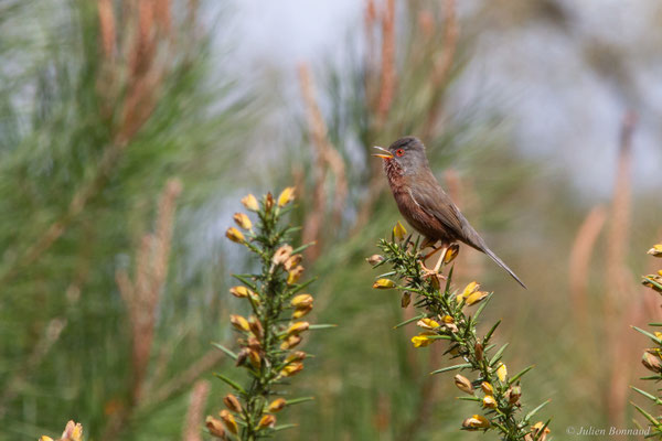 Fauvette pitchou — Curruca undata (Boddaert, 1783), (Saint-Martin-d'Oney (40), France, le 17/04/2025)