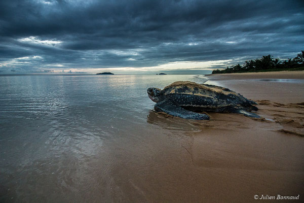 Tortue luth — Dermochelys coriacea (Vandelli, 1761)