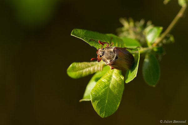 hanneton commun (Melontha melolontha) (Ger (64), France, le 18/04/2018)