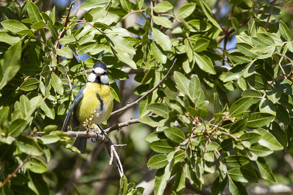 Mésange nord-africaine — Cyanistes teneriffae (Lesson, 1831), (Betancuria, Fuerteventura, (Iles Canaries, Espagne), le 17/02/2022)