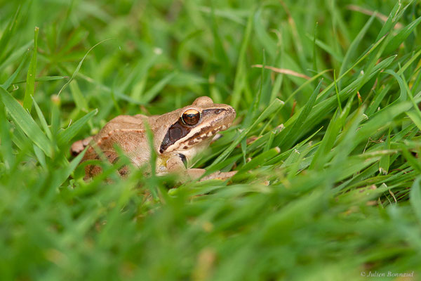 Grenouille agile — Rana dalmatina Fitzinger in Bonaparte, 1838
