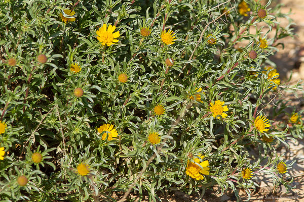 Asteriscus graveolens (Forssk.) Less. (1832), (Safi (Marrakech-Safi), Maroc, le 23/01/2023)