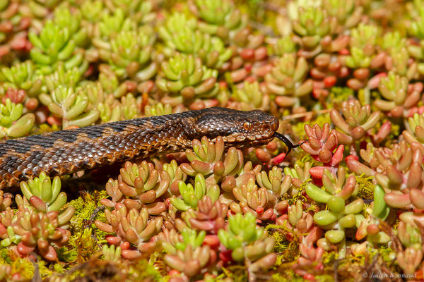 Vipère aspic de Zinniker – Vipera aspis zinnikeri (Kramer, 1958), (Borce (64), France, le 28/05/2024)