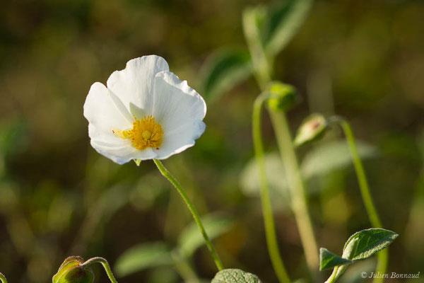 Ciste à feuilles de sauge, Mondré — Cistus salviifolius L., 1753