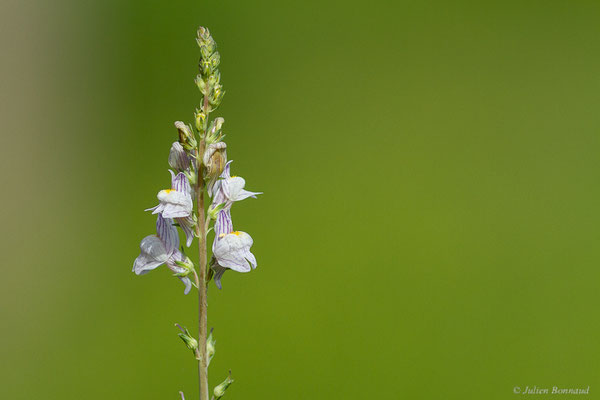 Linaire rampante — Linaria repens (L.) Mill., 1768, (Saint-Médard-D'Eyrans (33), France, le 24/05/2022)