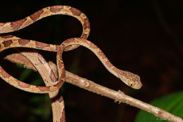 Imantode à nuque tatouée — Imantodes cenchoa (Linnaeus, 1758), (Kaw, Guyane, le 29/11/2014)