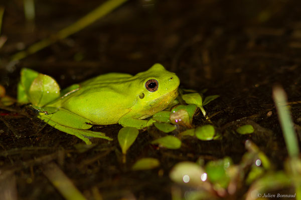 Rainette méridionale — Hyla meridionalis Böttger, 1874, (Tarnos (64), France, le 28/03/2025)
