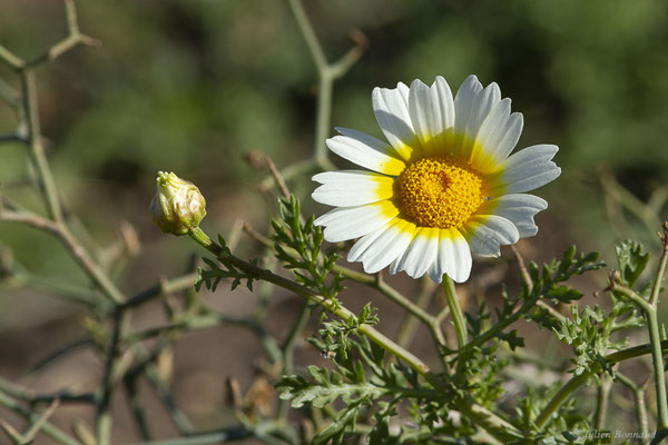 Chrysanthème à couronne — Glebionis coronaria (L.) Cass. ex Spach, 1841, (Fuerteventura, (Iles Canaries, Espagne), le 02/2022)