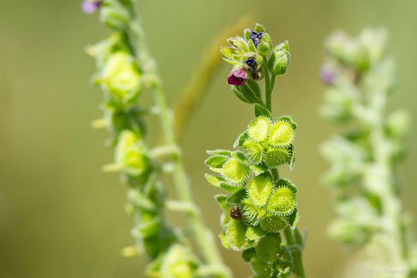 Cynoglosse officinale — Cynoglossum officinale L., 1753, (Col de Puymorens, Porté-Puymorens (66), le 11/07/2023)