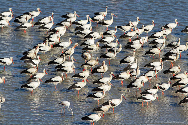 Cigogne blanche — Ciconia ciconia (Linnaeus, 1758), (Tétouan (Tanger-Tétouan-Al Hoceïma), Maroc, le 27/09/2023)