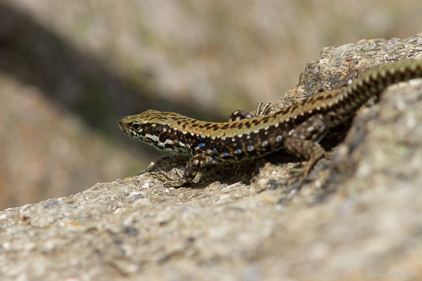 Lézard de Galan — Iberolacerta galani Arribas, Carranza & Odierna, 2006, (Parc naturel du lac de Sanabria (Zamora), Espagne), le 06/07/2022)