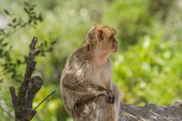 Magot, Macaque berbère, Macaque de Barbarie – Macaca sylvanus (Linnaeus, 1758), (Tarifa (Andalousie), Espagne, le 02/08/2020)