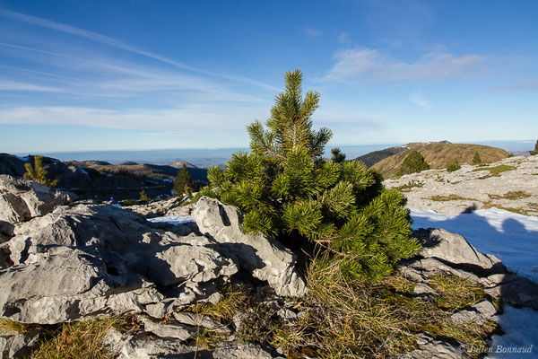 Pin à crochets – Pinus mugo subsp. uncinata (Ramond ex DC.) Domin, 1936, (La Pierre Saint Martin (64), France, le 07/12/2019)