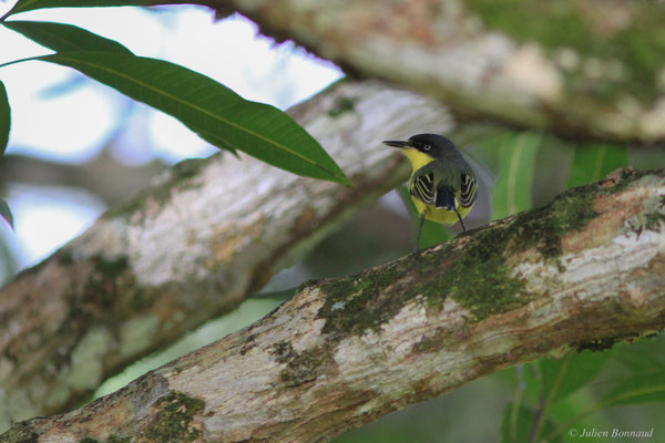 Todirostre familier — Todirostrum cinereum (Linnaeus, 1766)