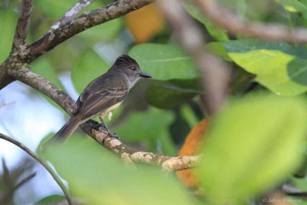 Tyran féroce — Myiarchus ferox (Gmelin, 1789)