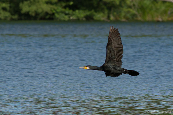 Grand Cormoran — Phalacrocorax carbo (Linnaeus, 1758), (adulte en plumage nuptial) (Saligue d'Artix (64), le 15/08/2019)