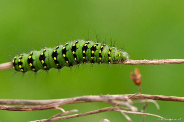 Petit Paon de Nuit — Saturnia pavonia (Linnaeus, 1758)
