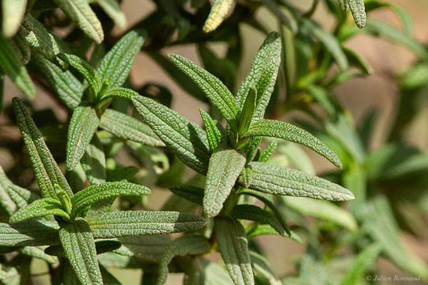 Ciste de Montpellier — Cistus monspeliensis L., 1753, (Réserve Naturelle Jebel Bouhachem, Anjra Derdara (Tanger-Tétouan-Al Hoceïma), Maroc, le 23/02/2023)