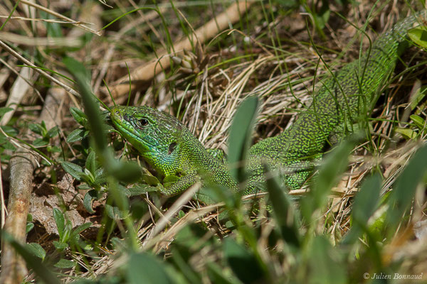 Lézard à deux raies — Lacerta bilineata (Daudin, 1802), (mâle adulte) (fort du Portalet, Etsaut (64), France, le 05/04/2021)