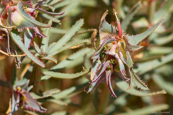 Kickxia aegyptiaca (L.), (Msseyed (Guelmim-Oued Noun), Maroc, le 27/03/2024)