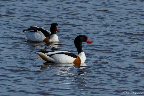 Tadorne de Belon — Tadorna tadorna (Linnaeus, 1758), (réserve ornithologique du Teich (33), France, le 15/02/2021)