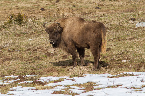 Bison d'Europe – Bison bonasus (Linnaeus, 1758), (Parc faunistique Lacuniacha, Huesca, Espagne, le 09/02/2020)