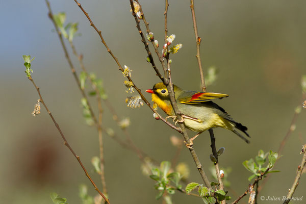 Léiothrix jaune – Leiothrix lutea (Scopoli, 1786) (Bordes (64), France, le 10/04/2018)