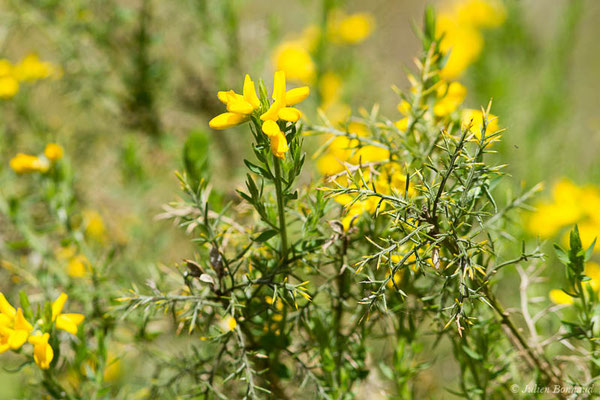 Genêt d'Espagne — Genista hispanica L., 1753