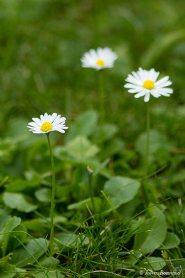 Pâquerette ou Pâquerette vivace — Bellis perennis L., 1753