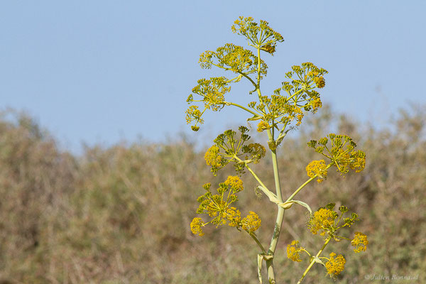 Férule commune — Ferula communis L., 1753, (Parc national de Souss-Massa, Sidi Binzarne, Maroc, le 02/02/2023)