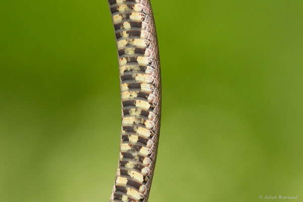 Coronelle girondine — Coronella girondica (Daudin, 1803)