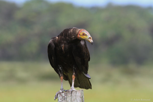 Urubu à tête jaune — Cathartes burrovianus Cassin, 1845, (Matiti, Macouria, le 15/04/2016)