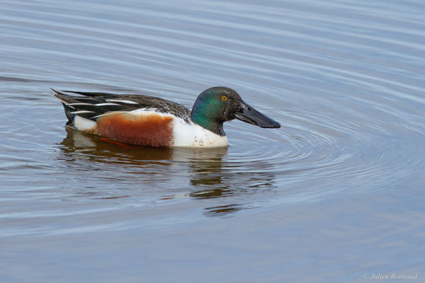 Canard souchet — Anas clypeata (Linnaeus, 1758)