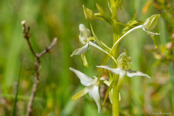 Platanthère à deux feuilles — Platanthera bifolia (L.) Rich., 1817