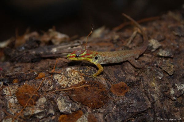 Gonatode huméral — Gonatodes humeralis (Guichenot, 1855), (Montagne de Kaw, Guyane, le 02/11/2016)