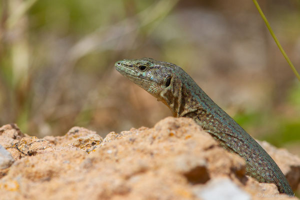 Lézard des Baléares — Podarcis lilfordi (Günther, 1874)